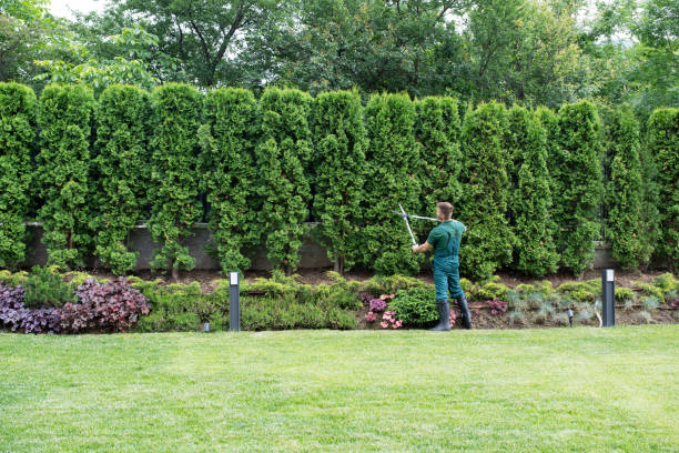 Best Tree Pruning Services  in Cassville, MO